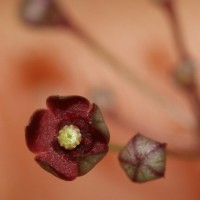 Vincetoxicum flexuosum var. tenuis (Blume) Schneidt, Meve & Liede